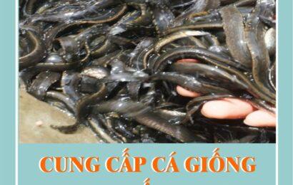 Quy trình sản xuất cá giống trong bể bạt với hệ thống tuần hoàn RAS