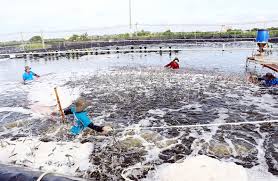 Giấy chứng nhận đủ điều kiện nuôi trồng thủy sản trong ao/đầm/bè